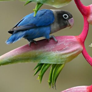 lovebird, bird, animal-8244066.jpg